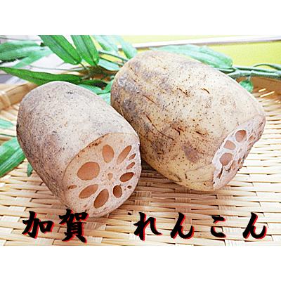 加賀蔬菜 加賀レンコン 約5kg分入り口・入口 加賀 れんこん 蓮根 加賀言い慣わし蔬菜 石川県産 石川産 国産 国内産 日本産 れんこん-食品-野菜