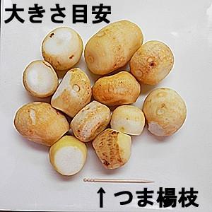 冷凍 皮むき済みタイプ 里イモ 300g×12袋入 福井県大野市上庄産 里芋 さといも 里いも サトイモ 洗い子 あらいこ 洗いこ 上庄里芋 上庄さといも 冷凍品の画像