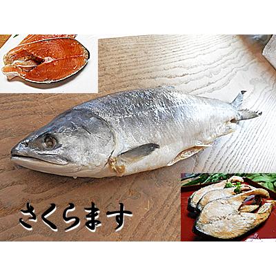 さくらます S 塩ます １尾入 サクラマス さくら鱒 桜鱒 塩鱒 塩