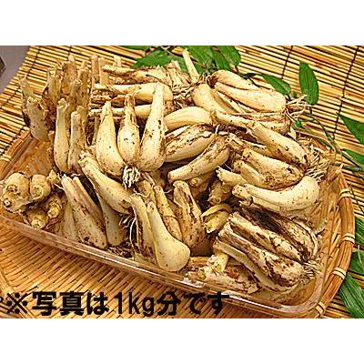 好評 国産 福井県産ラッキョウ 土付きらっきょう １０ｋｇ 3年堀 土らっきょう らっきょ 生らっきょう 泥付き ドロ付 花ラッキョ 福井産 生 ラッキョ 日本産 国内産 最新情報 Www Easterncaisson Com