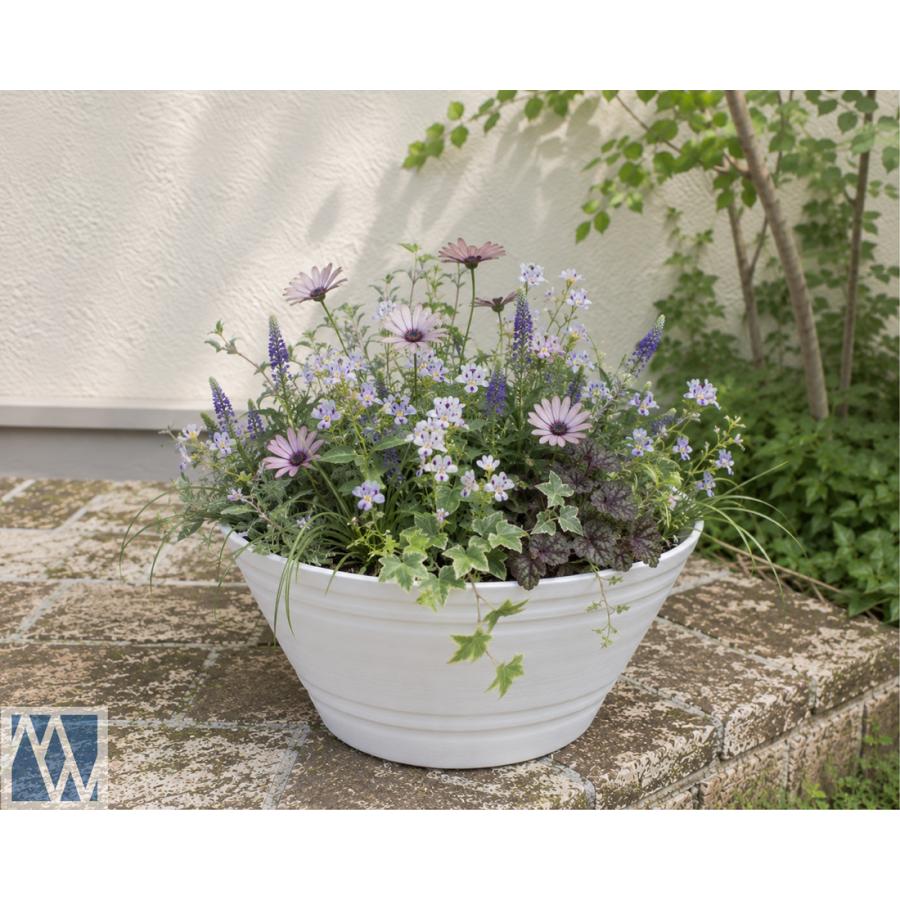 植木鉢 平鉢 39号 寄せ植え 観葉植物 実生 育苗 軽量 プラスチック鉢