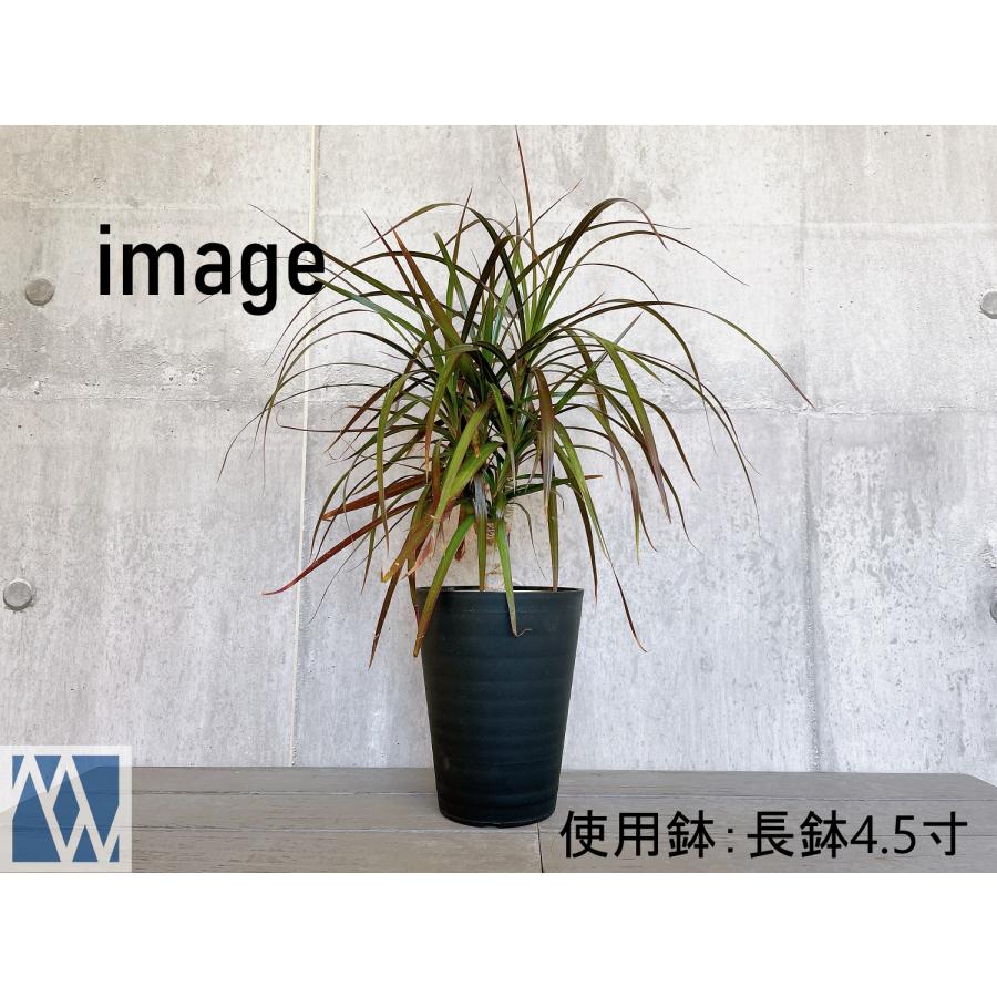 植木鉢 プラ鉢 セラアート 長鉢 4寸 5鉢セット 色アソート可 植木鉢 プラ鉢 セラアート 長鉢 4寸 5鉢セット 色アソート可