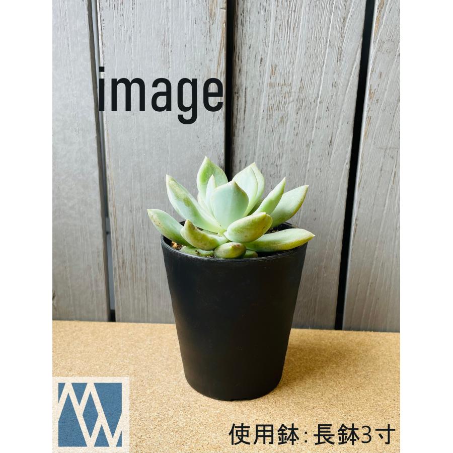 植木鉢 プラ鉢 セラアート 長鉢 3寸 50鉢セット : MEIWACO Yahoo