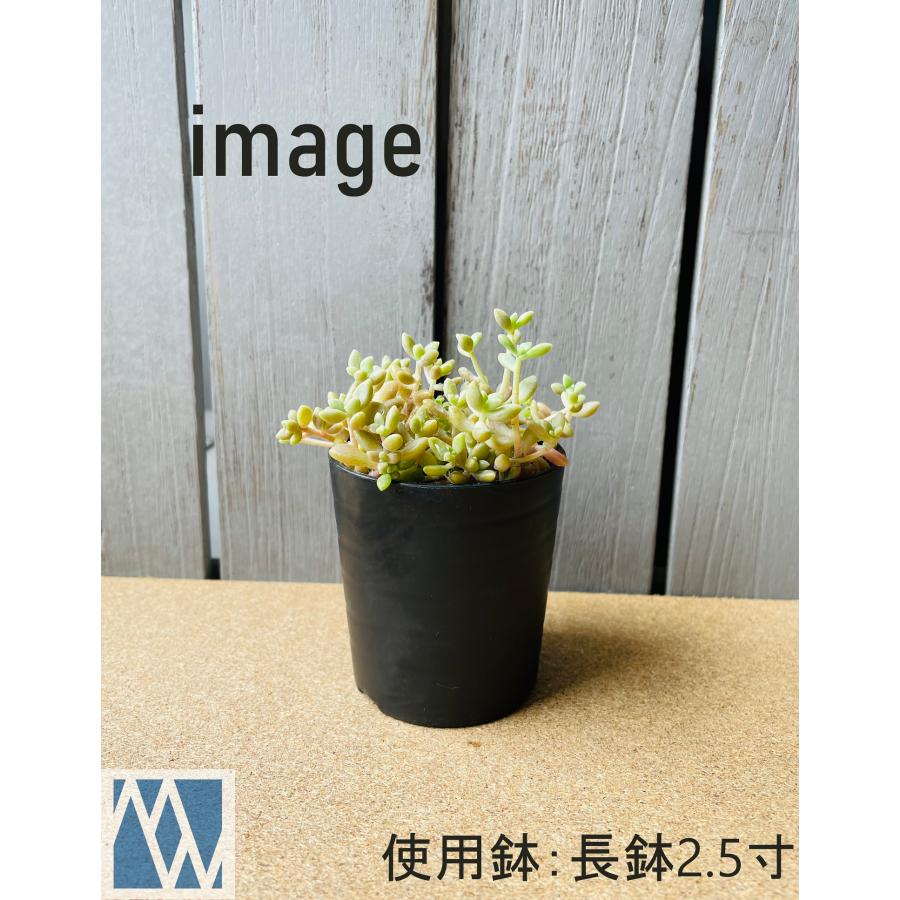 植木鉢 プラ鉢 セラアート 長鉢 2.5寸 100鉢セット : MEIWACO Yahoo