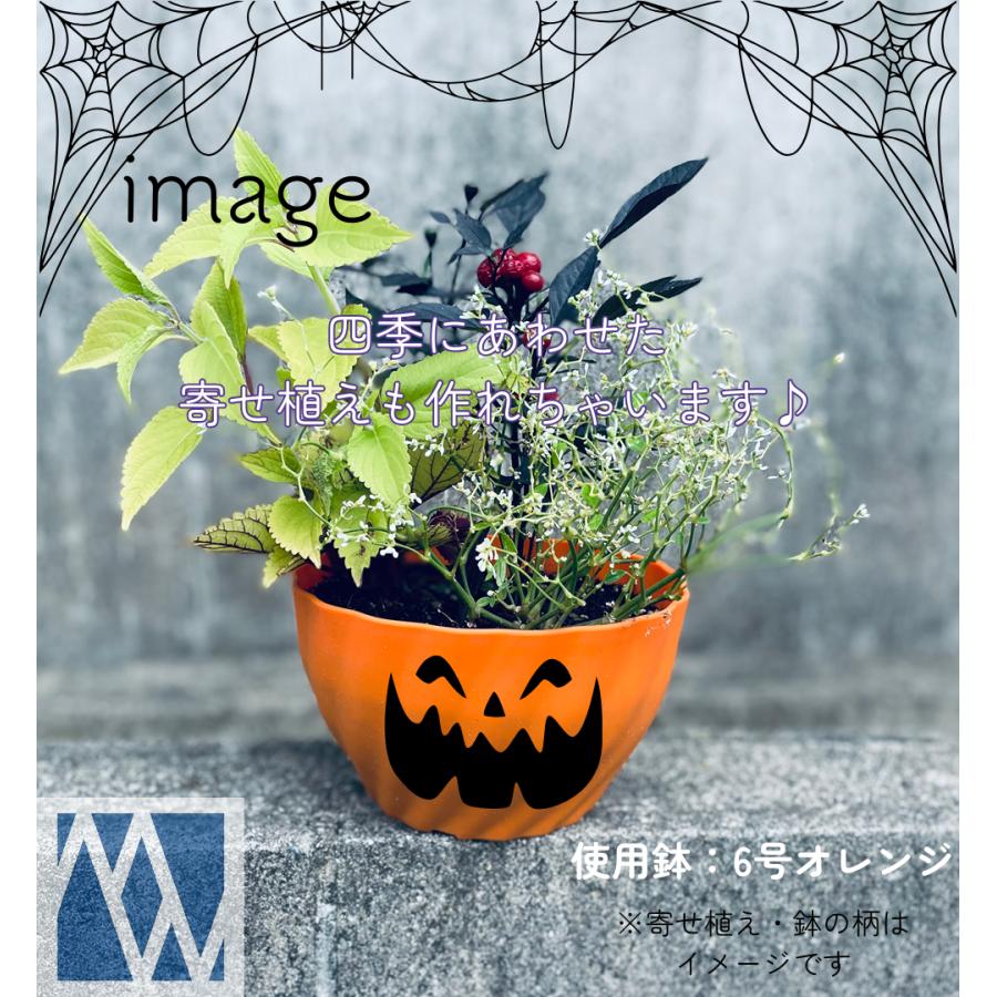 植木鉢2つセット 深鉢ダブル 飼育セット | 杜若園芸WEBショップ｜水草の生産販売【通販