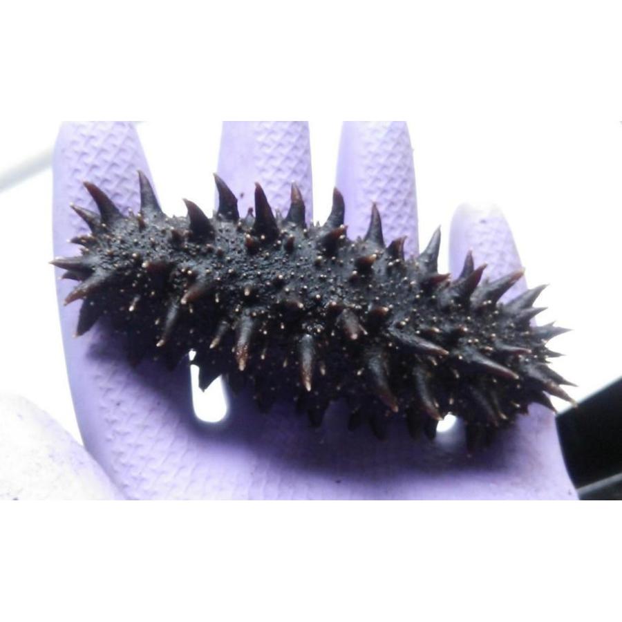 50 Off 北海道 干しなまこ ナマコ 海参 乾燥ナマコ 50g 特a品3l Namako3l50 美顔堂 通販 Yahoo ショッピング 楽天市場 Dp3akb Jatengprov Go Id