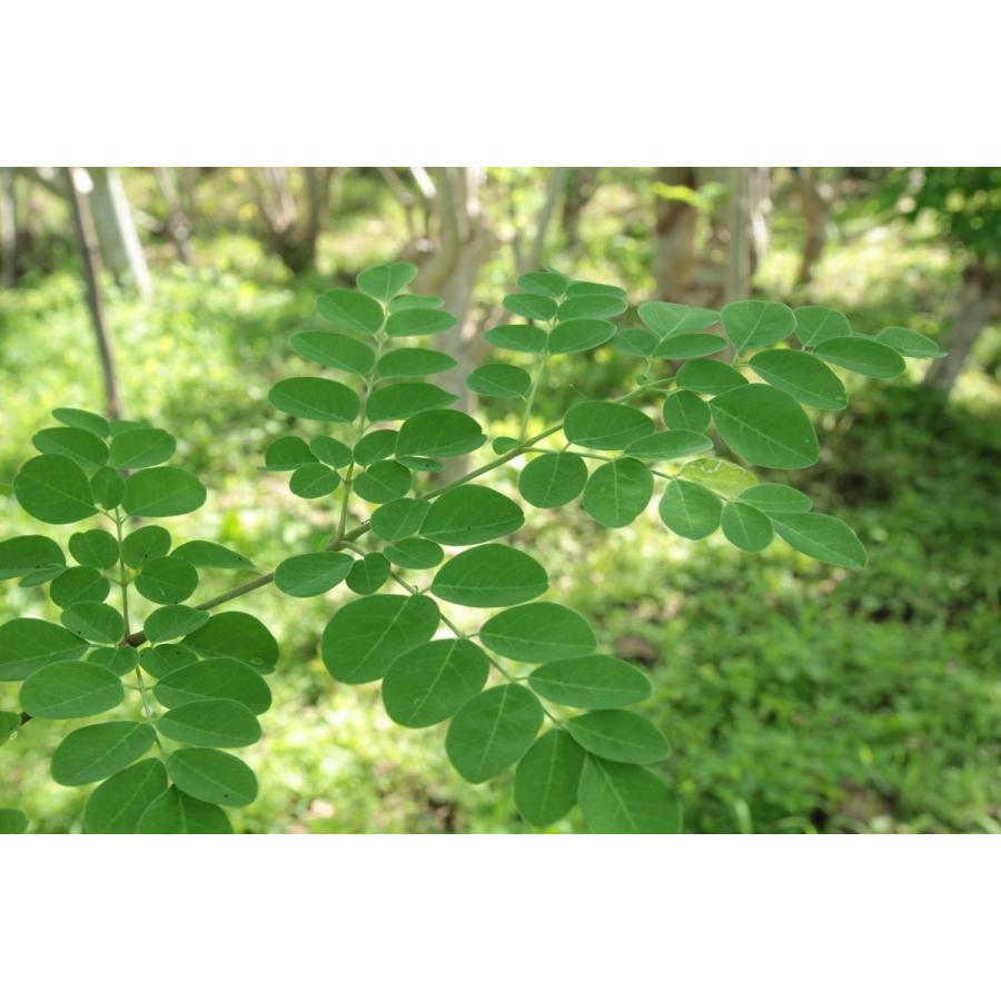 モリンガ茶 お土産 モリンガ 沖縄県産 沖縄の大地で育まれたモリンガ 石垣島モリンガ茶ティーパック(30個入)×5袋セット 石垣島モリンガ :moringacya-thi-pakku-30p-5p:おうち沖縄 めじゃポンショップ - 通販 - Yahoo!ショッピング モリンガ茶 お土産 モリンガ 沖縄県産 沖縄の大地で育まれたモリンガ 石垣島モリンガ茶ティーパック(30個入)×5袋セット 石垣島モリンガ :moringacya-thi-pakku-30p-5p:おうち沖縄 めじゃポンショップ - 通販 - Yahoo!ショッピング