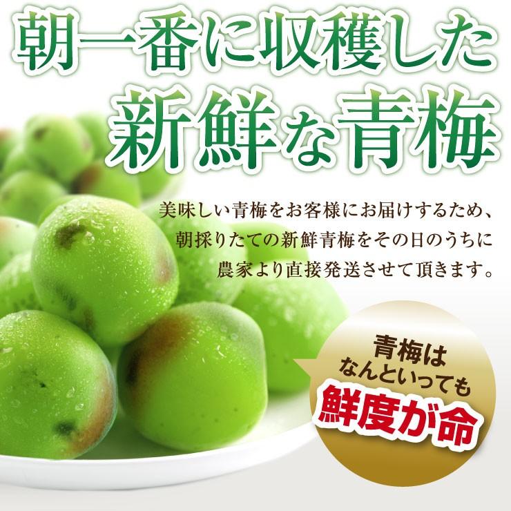 【まとめ買い値引き◎】紀州南高梅　青梅　産地直送 楽天市場】青梅（紀州南高梅）和歌山県産 紀州南高青梅 朝採れ