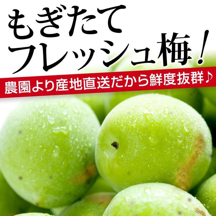 訳あり 青梅 紀州南高梅 完熟 2.5kg 2.5キロ 不揃い（M〜4L