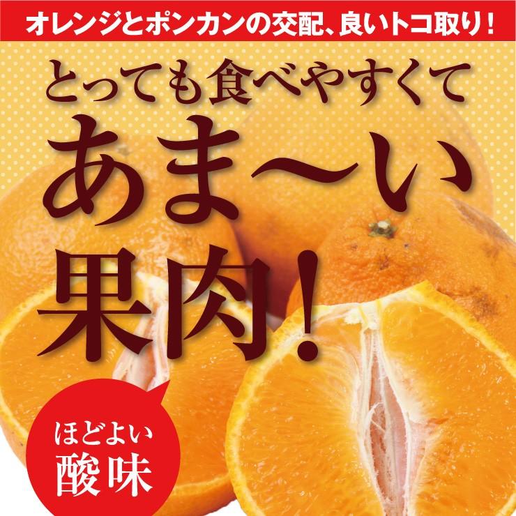 訳あり デコポン 10.0kg 無選別 ご家庭用 有田 箱買い 産地直送 送料