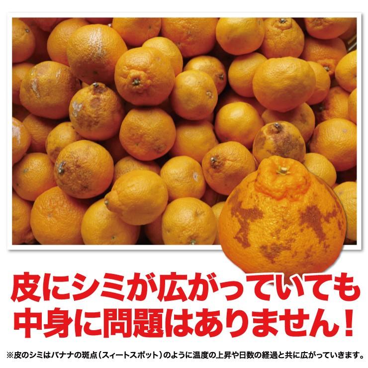 訳あり デコポン 10.0kg 無選別 ご家庭用 有田 箱買い 産地直送 送料