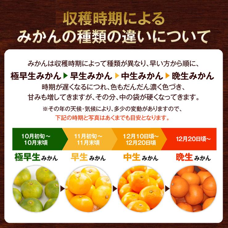 訳あり ゆらら 極早生みかん 5kg 酸っぱい 蜜柑 ゆら早生 酸味 訳あり ゆらら 極早生みかん 5kg 酸っぱい 蜜柑 ゆら早生 酸味