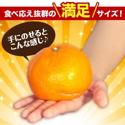 完熟みかん くす玉くん大玉 産地直送 訳あり 箱買い 家庭用 完熟みかん くす玉くん大玉 産地直送 訳あり 箱買い 家庭用