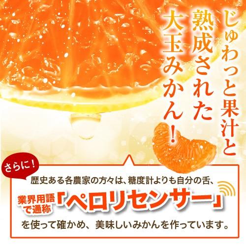 完熟みかん くす玉くん大玉 産地直送 訳あり 箱買い 家庭用 完熟みかん くす玉くん大玉 産地直送 訳あり 箱買い 家庭用