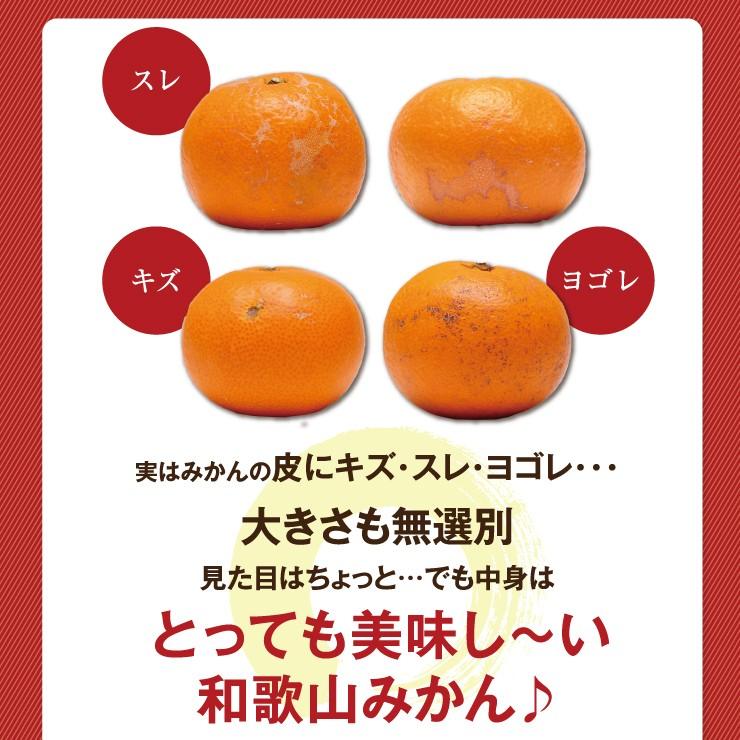 訳あり 春柑橘 セット 5.0kg 福袋 訳アリ みかん 送料無料 送料無 5kg 自宅用 箱買い 家庭用 5キロ 送料込み 果物 フルーツ｜melimelo｜05