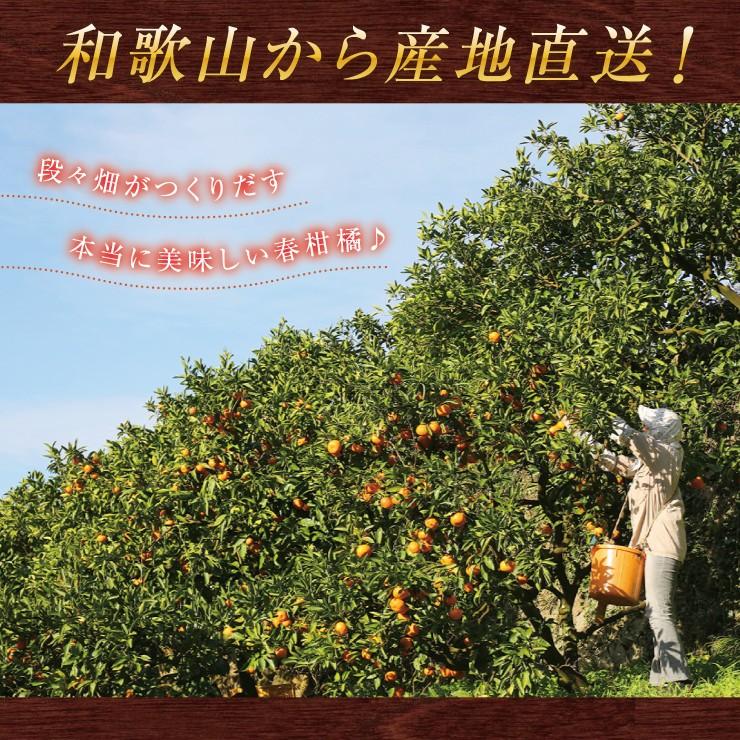和歌山県産春峰　家庭用訳あり　10キロ 訳あり 春柑橘 セット 10.0kg 福袋 訳アリ みかん 送料無料 10kg 自宅