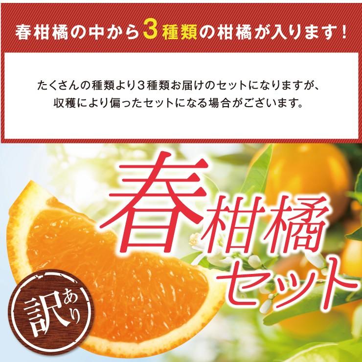 訳あり 春柑橘 セット 10.0kg 福袋 訳アリ みかん 送料無料 10kg 自宅