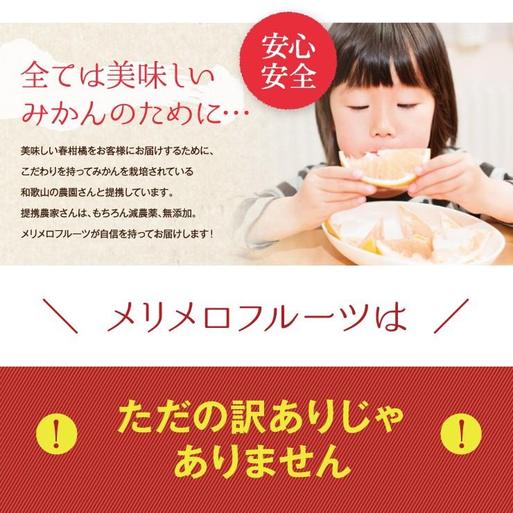 訳あり 春柑橘 セット 10.0kg 福袋 訳アリ みかん 送料無料 10kg 自宅