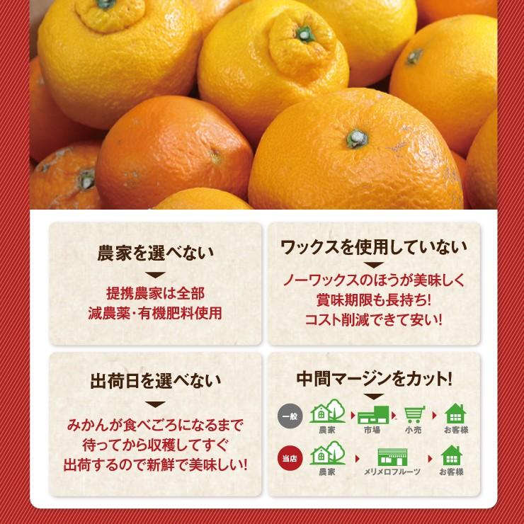 訳あり 春柑橘 セット 10.0kg 福袋 訳アリ みかん 送料無料 10kg 自宅