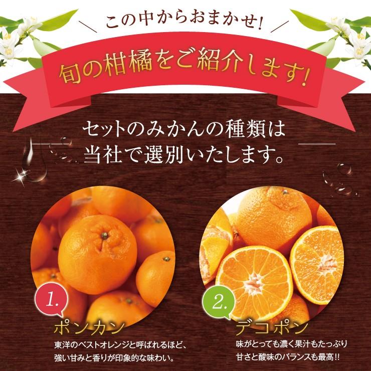 訳あり 春柑橘 セット 10.0kg 福袋 訳アリ みかん 送料無料 10kg 自宅
