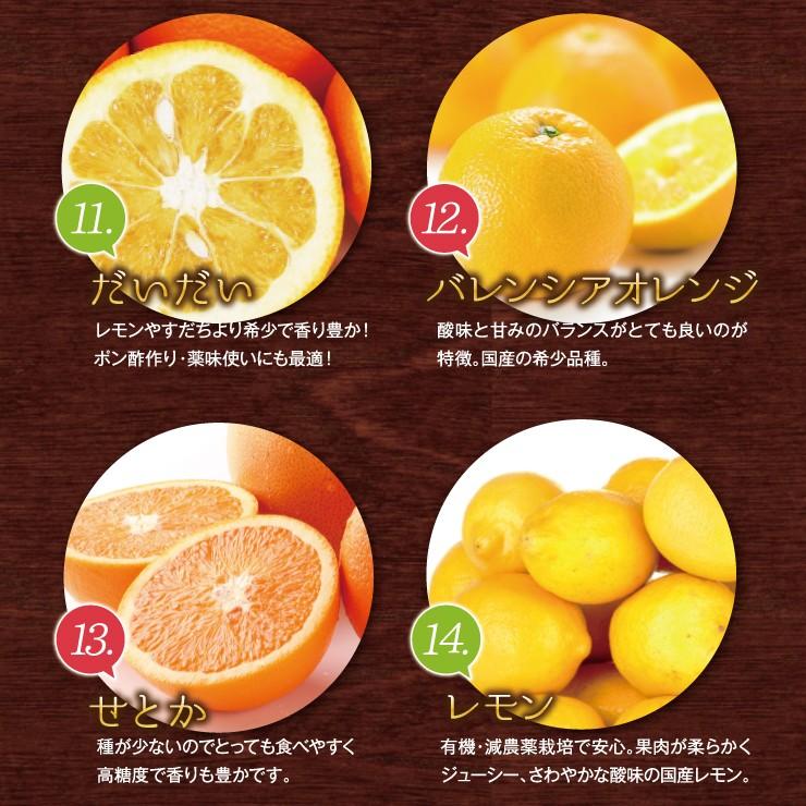 訳あり 春柑橘 セット 10.0kg 福袋 訳アリ みかん 送料無料 10kg 自宅