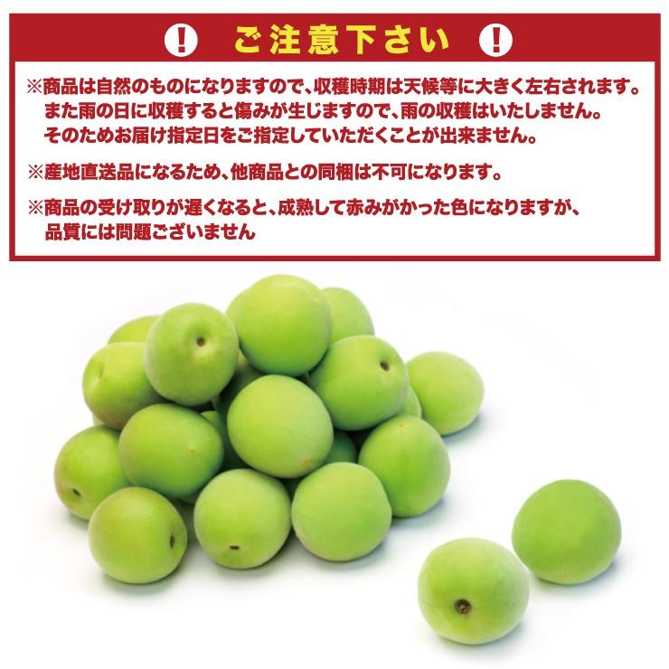 青梅 青うめ 南高青梅 Mサイズ 梅酒用 朝採れ青梅 5.0kg 5キロ 送料