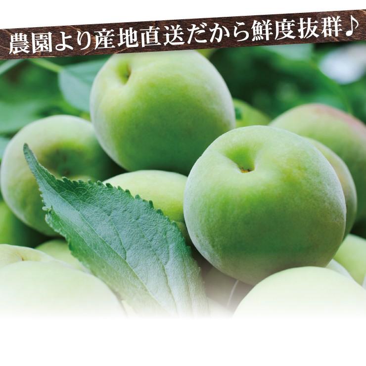 青梅 青うめ 南高青梅 Mサイズ 梅酒用 朝採れ青梅 5.0kg 5キロ 送料