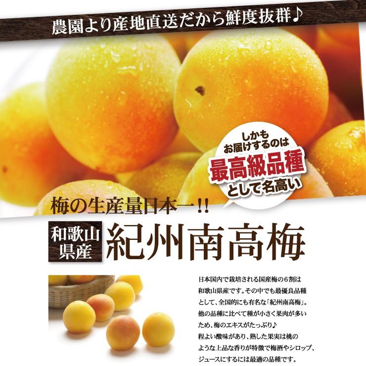 紀州南高梅 厳選 朝取れ 完熟 青梅 青うめ 生梅 3kg 3キロ L 2L 3L 4L