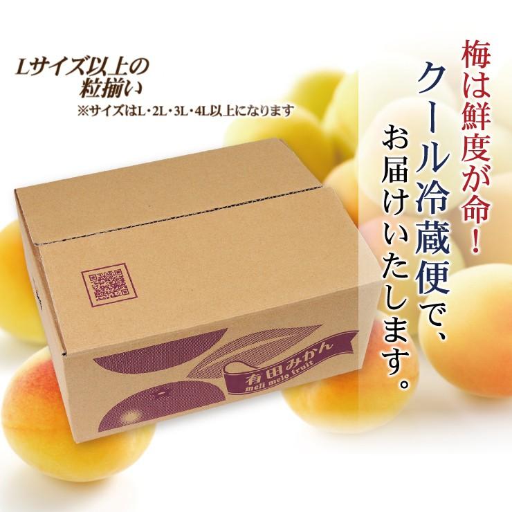 紀州南高梅 厳選 朝取れ 完熟 青梅 青うめ 生梅 5.0kg 5キロ L 2L 3L