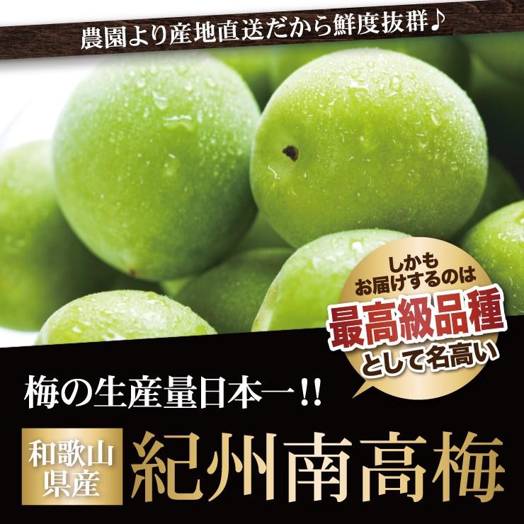 紀州南高梅 厳選 朝取れ 青梅 梅 生梅 梅酒用 5.0kg 5キロ 加工用 送料