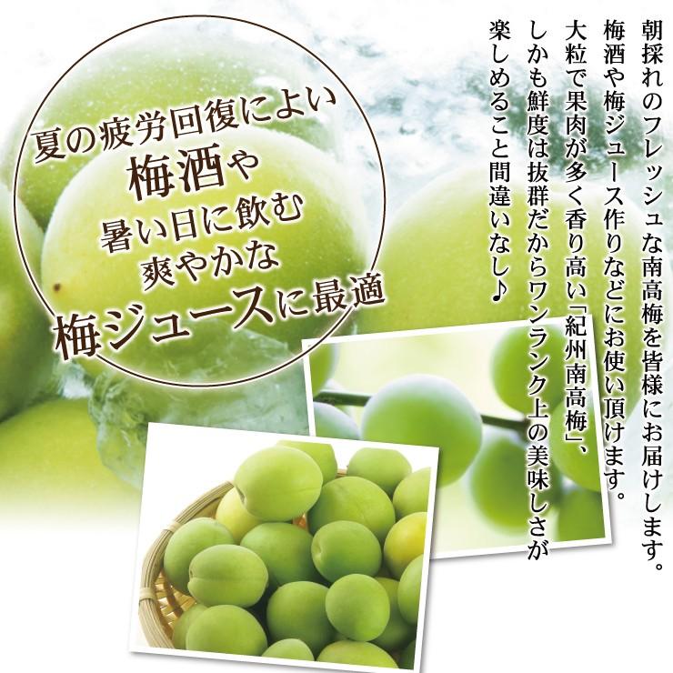紀州南高梅 厳選 朝取れ 青梅 梅 生梅 梅酒用 5.0kg 5キロ 加工用 送料