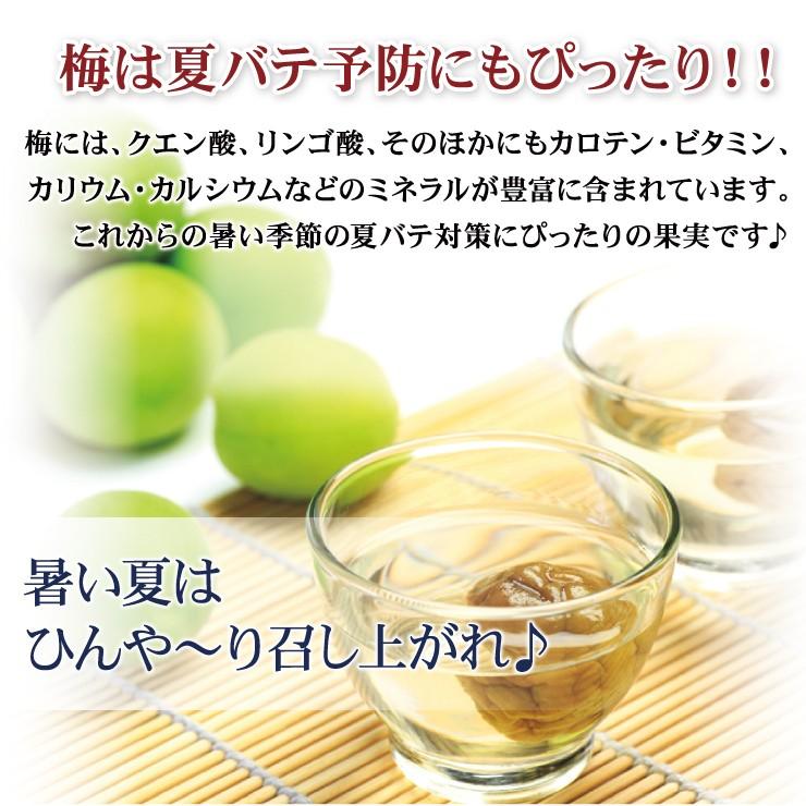 紀州南高梅 厳選 朝取れ 青梅 梅 生梅 梅酒用 5.0kg 5キロ 加工用 送料