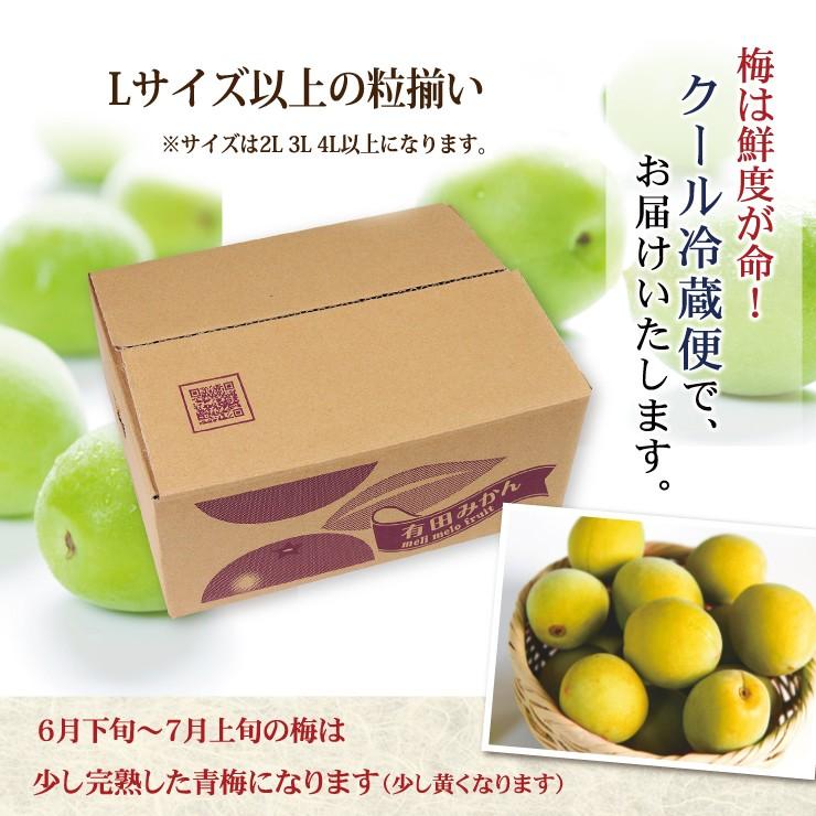 紀州南高梅 厳選 朝取れ 青梅 梅 生梅 梅酒用 5.0kg 5キロ 加工用 送料
