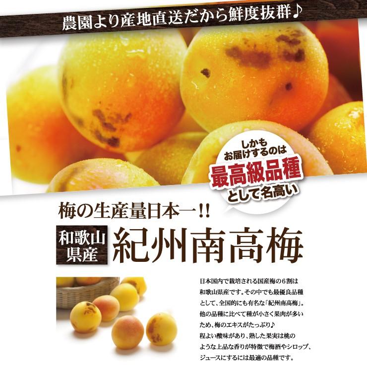 【まとめ買い値引き◎】紀州南高梅　青梅　産地直送 楽天市場】青梅（紀州南高梅）和歌山県産 紀州南高青梅 朝採れ