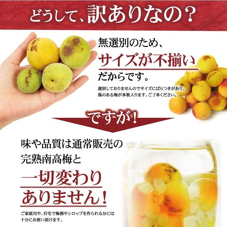 ②梅 訳あり品 完熟梅 無農薬 5キロ 無農薬梅（梅干し・梅酒・梅シロップ用）無農薬栽培梅｜和歌山県産梅