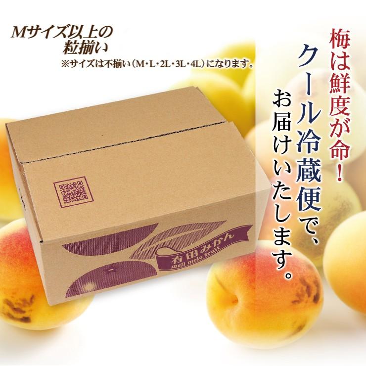 紀州南高梅 訳あり 朝取れ 完熟 青梅 2.5kg 2.5キロ 不揃い