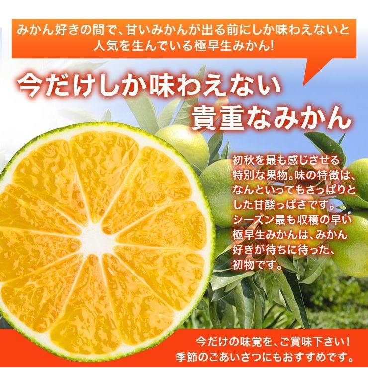 有田 訳あり みかん 10kg 無選別 酸味 すっぱい 極早生蜜柑 有田みかん 送料無料 箱買い 産地直送 自宅用 糖度 10キロ 和歌山みかん 早生みかん｜melimelo｜04