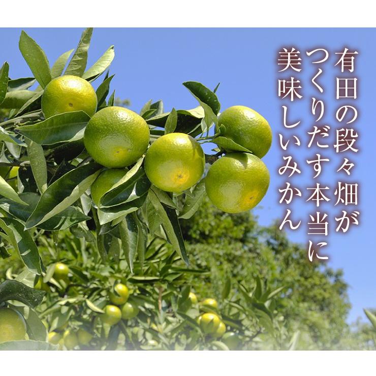 有田 訳あり みかん 蜜柑 ミカン 5kg 無選別 酸味 すっぱい 極早生蜜柑 有田みかん 5 0kg 箱買い 産地直送 5キロ 和歌山みかん 青い 訳ありみかん Wg1000 メリメロフルーツ 通販 Yahoo ショッピング