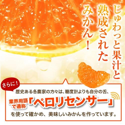 完熟みかん くす玉くんジュニア 2L以下 産地直送 訳あり 箱買い 和歌山