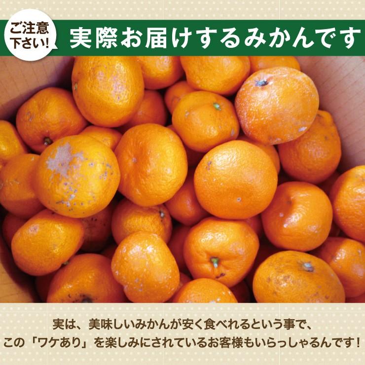 完熟みかん くす玉くんジュニア 2L以下 産地直送 訳あり 箱買い 和歌山