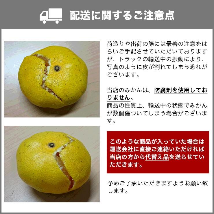 訳あり みかん 送料無料 10kg くす玉くんジュニア 直送 安い 訳あり みかん 送料無料 10kg くす玉くんジュニア 直送 安い