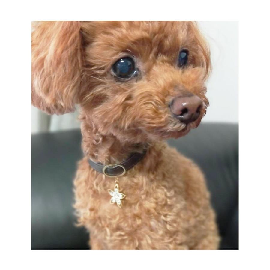 爆買 ペット 犬用 ネックレス 首輪 チョーカー ドッグアクセサリー