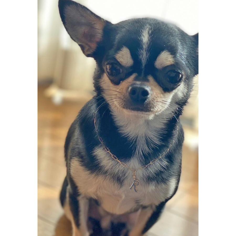 20%OFF クーポンセール ペット アクセサリー ドッグ K18GP 犬用