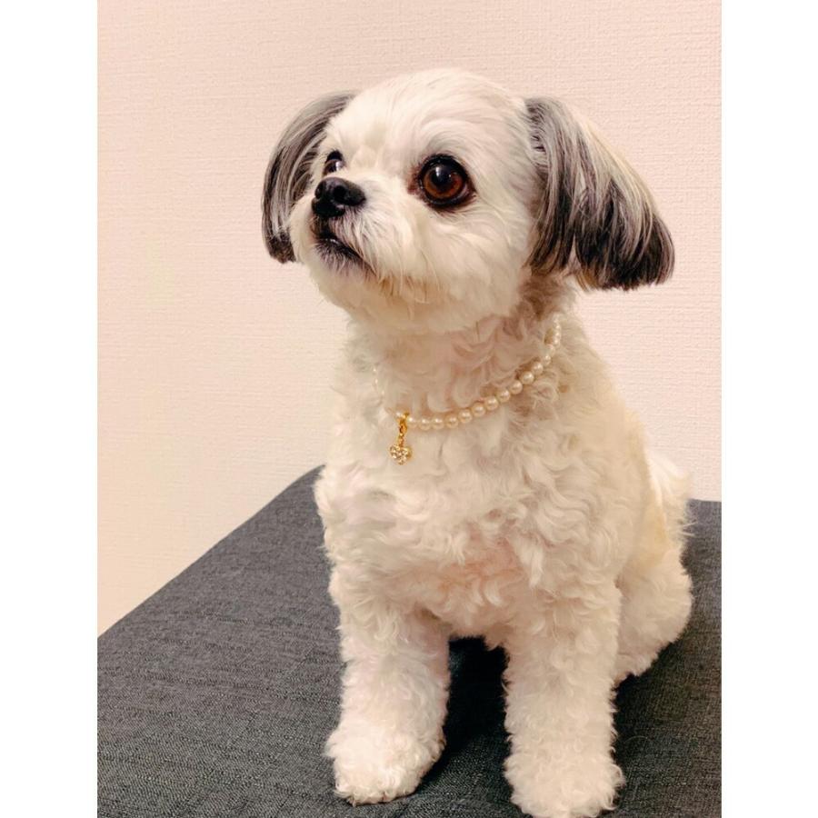 ペット アクセサリー ドッグ K18GP ネックレス 首輪 チョーカー 犬