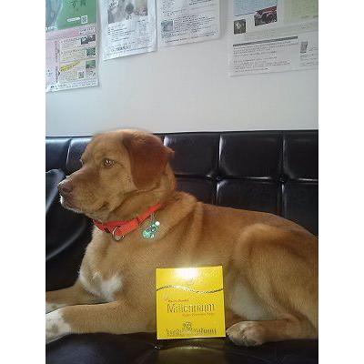 アウトレット イギリス王室 エリザベス女王御用達インド石鹸 マイソール サンダル ミレニアム スーパー プレミアムソープ Outletsandalsoap メルティンポット 通販 Yahoo ショッピング