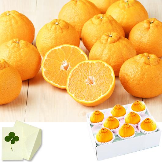 卒業 入学 就職 果物 フルーツ みかん ギフト 熊本県産 デコポン のしなし 内祝い お祝い 誕生祝 御礼 送料無料 adu ギフト通販ミーム Yahoo 店 通販 Yahoo ショッピング