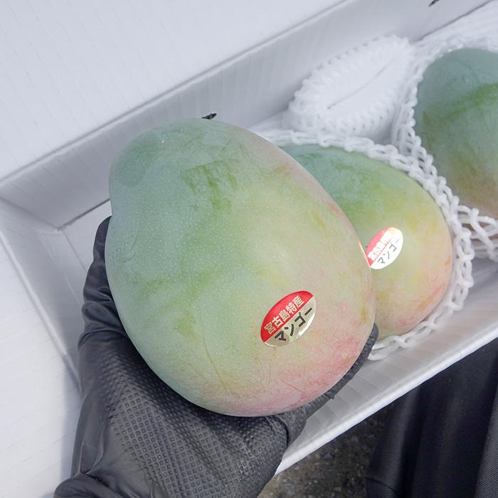 キーツマンゴー 秀品 約1.5kg（2〜3玉）沖縄県産 残暑見舞いにおすすめ