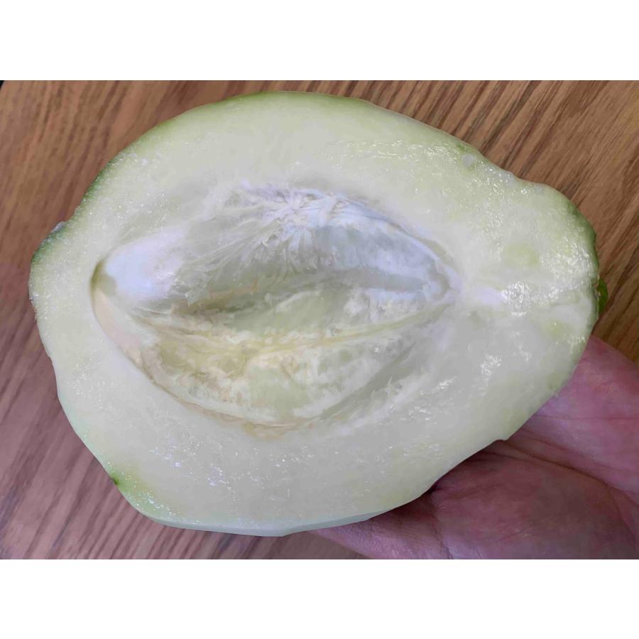 青パパイヤ 約3kg（日付指定不可）沖縄県産 野菜用 : 沖縄市場たま青果