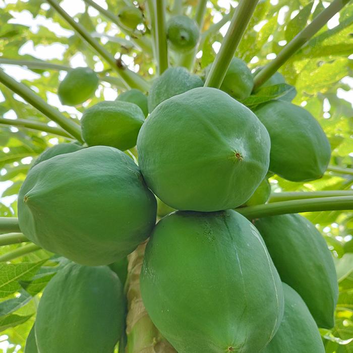 青パパイヤ 約3kg（日付指定不可）沖縄県産 野菜用 : 沖縄市場たま青果