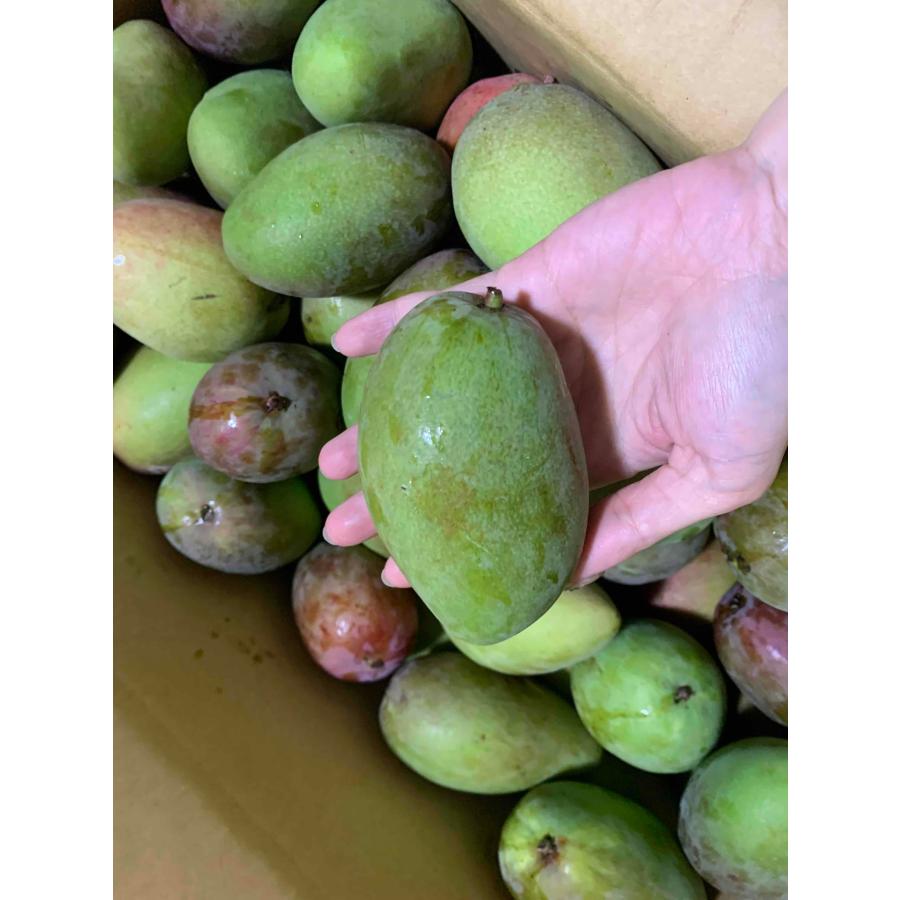 青マンゴー1kg (未熟で酸っぱいマンゴー）マムアンディップ : 沖縄